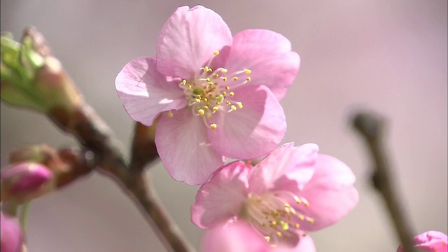 川祖扎库拉樱桃花丛视频素材