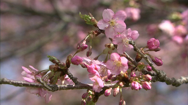 川祖扎库拉樱桃花丛视频素材