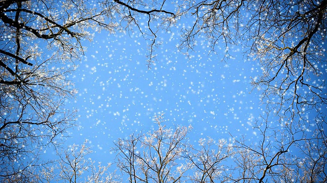 树枝和飘落的雪花视频素材