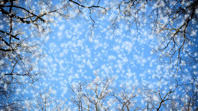 树枝和飘落的雪花视频素材