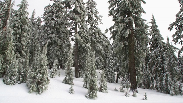 下雪的森林视频素材