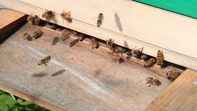 蜂窝里有许多蜜蜂视频下载