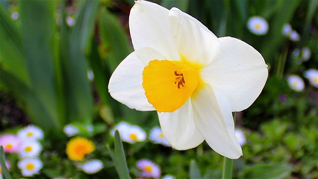 水仙花朵特写视频素材