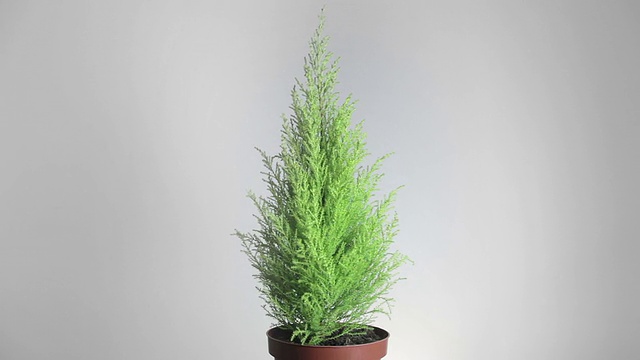 Thuja(柏树)旋转360度。近,无缝视频下载