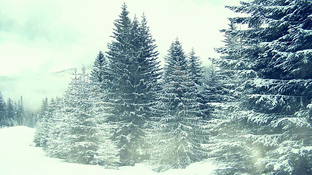 下雪在树上。冬天山脉。无缝的视频下载