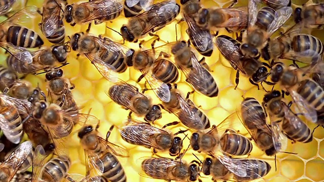 忙碌的蜜蜂视频素材