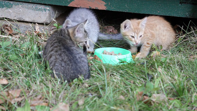 街上的小猫站在草地上吃碗里的草料视频下载