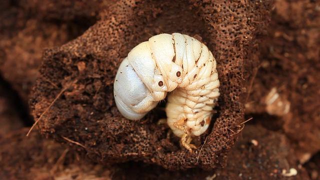 犀牛甲虫的幼虫视频素材