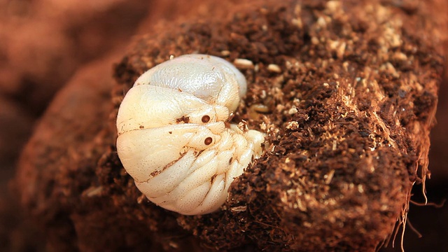 犀牛甲虫的幼虫视频下载