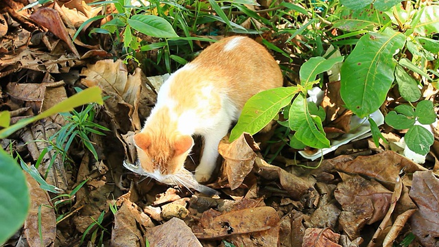 猫和生鱼视频下载