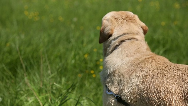 品种拉布拉多寻回犬大声包括声音。视频素材