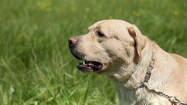 品种拉布拉多寻回犬大声包括声音。视频素材