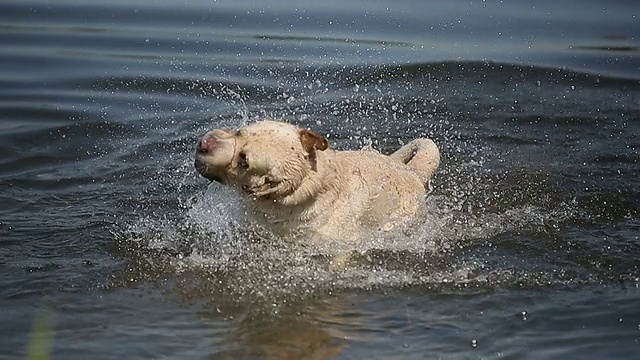 一只拉布拉多猎犬在湖里游泳。视频素材