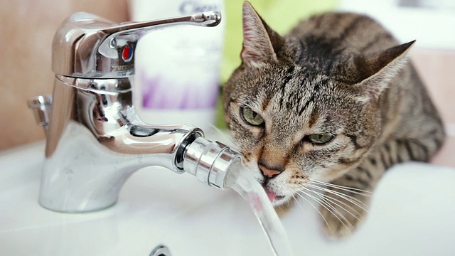 从水龙头里喝水的猫视频素材