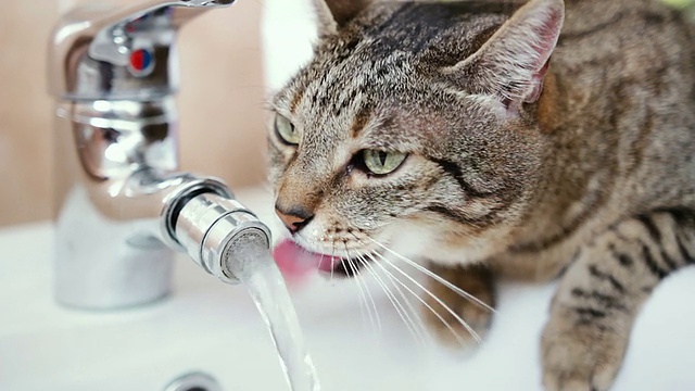 从水龙头里喝水的猫视频下载