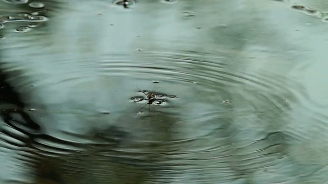 雨后在森林中行走的水黾视频素材