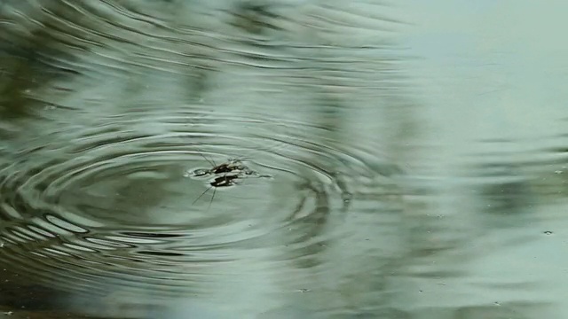 雨后在森林中行走的水黾视频素材