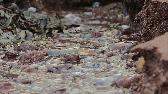 近距离的海水从海滩上流过海藻视频下载