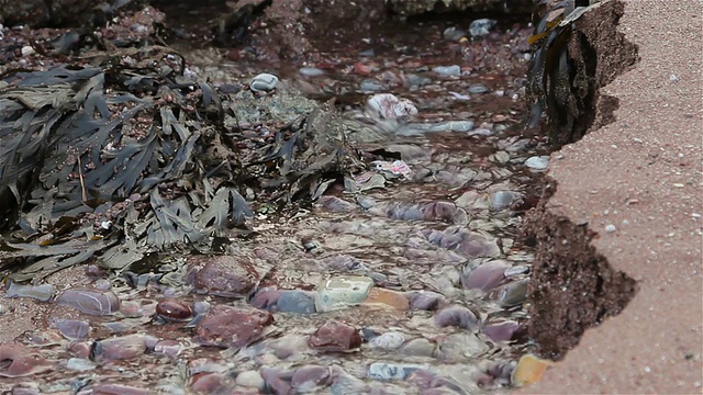 浅层海水在海滩上流过海藻视频下载