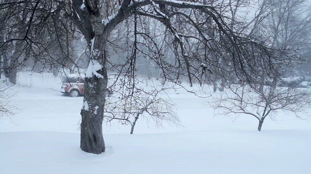 树在一场暴风雪视频素材