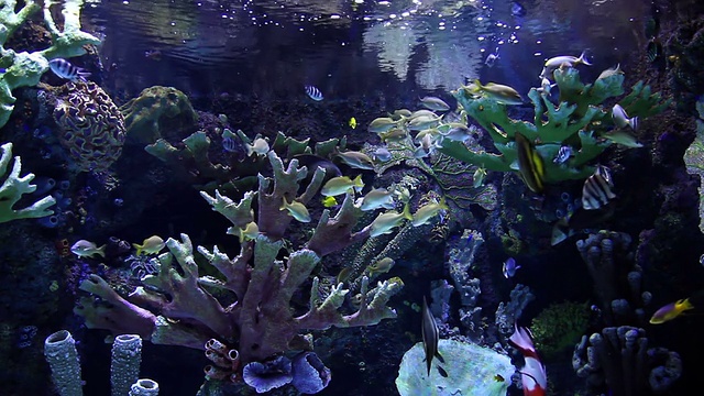 大水族馆里五颜六色的鱼视频素材