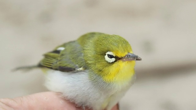 小的黄色小鸟视频素材