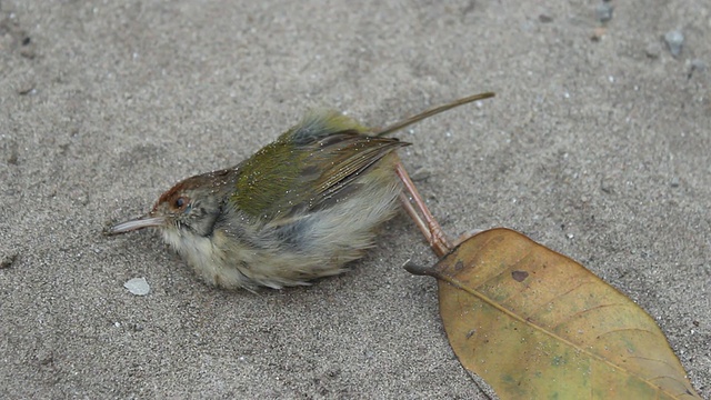 小黄鸟死亡视频素材