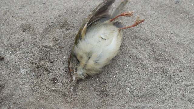 小黄鸟死亡视频素材