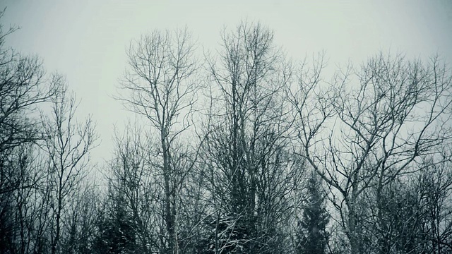 冬天森林里的雪很快视频下载