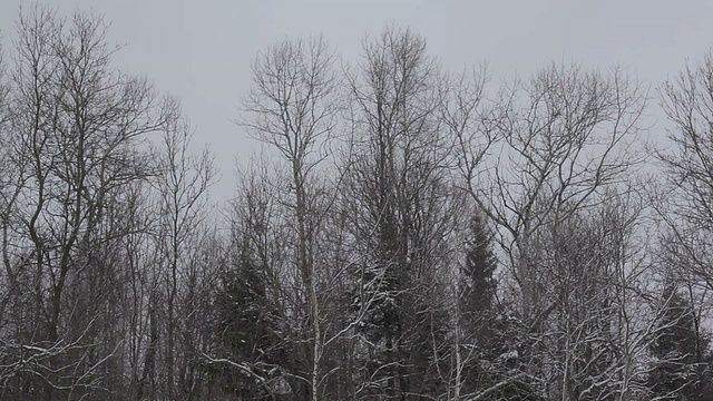 冬天森林里的雪很快视频下载