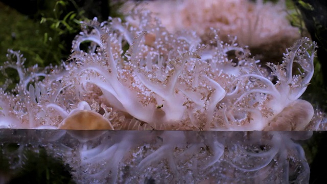 动物园水族馆里的海葵视频素材