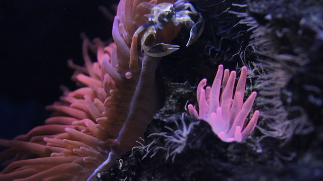 动物园水族馆里的海葵视频下载