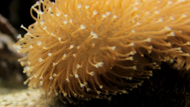 动物园水族馆里的海葵视频下载