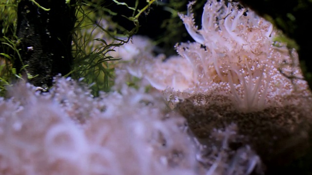 动物园水族馆里的海葵视频素材