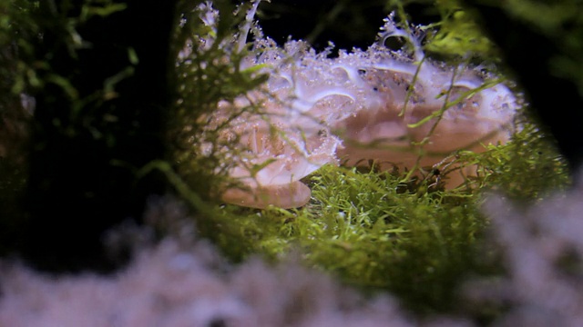 动物园水族馆里的海葵视频素材