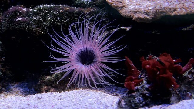 动物园水族馆里的海葵视频素材