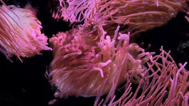 动物园水族馆里的海葵视频素材