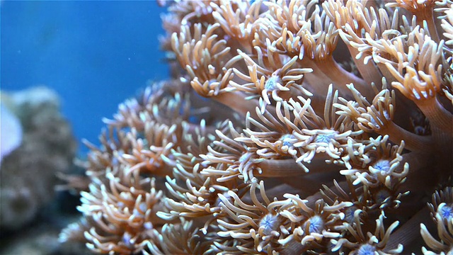 珊瑚在水族馆视频素材