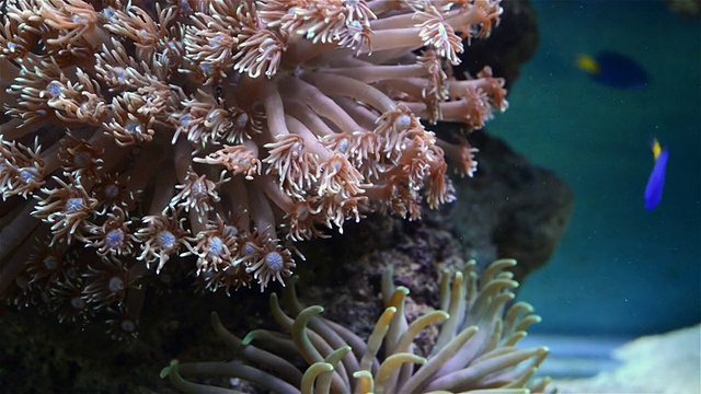 水族馆里的珊瑚和鱼视频素材