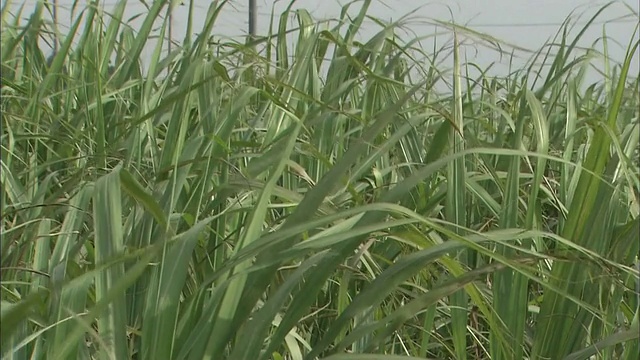 石垣岛的甘蔗田视频素材