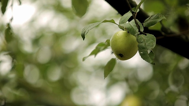 苹果雨后视频下载