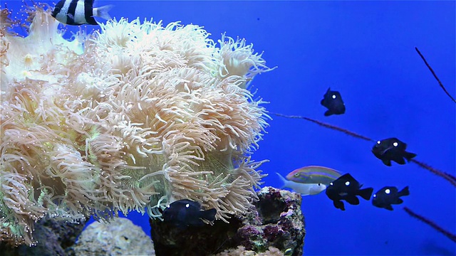 水族馆里的热带鱼类和白珊瑚视频素材