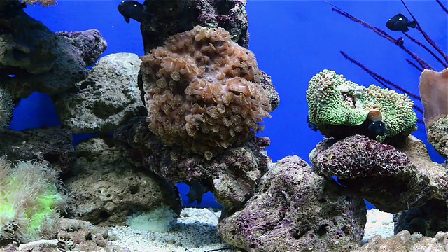 水族馆里的热带鱼类和珊瑚视频素材