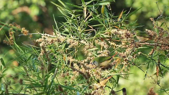 野外开花植物特写视频素材