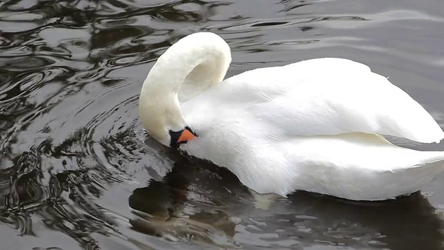 天鹅、小天鹅和鸭子在河里的美丽家庭视频素材