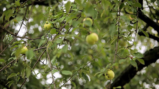 雨后成熟的苹果视频下载