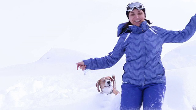 年轻的母犬和比格尔犬在深雪中奔跑视频素材