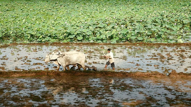 农民在淹水的稻田里犁地视频素材