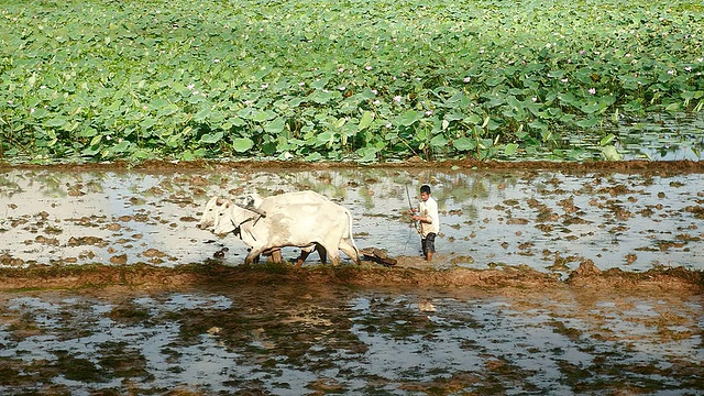 农民在淹水的稻田里犁地视频素材