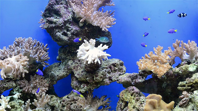 水族馆里的热带鱼类和珊瑚视频素材